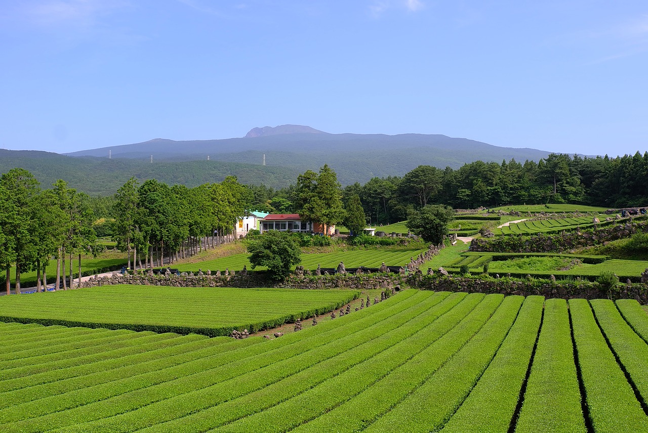 제주 온수풀